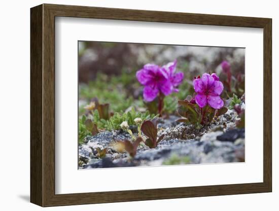 Kamchatka Rhododendron, Spring Rain-Ken Archer-Framed Photographic Print
