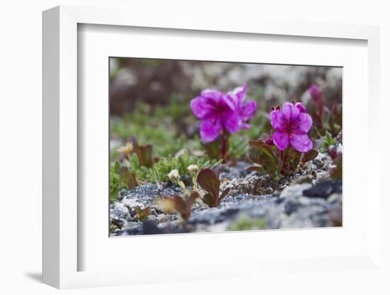 Kamchatka Rhododendron, Spring Rain-Ken Archer-Framed Photographic Print