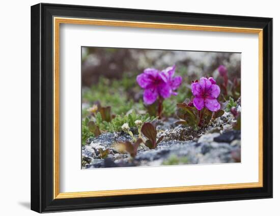 Kamchatka Rhododendron, Spring Rain-Ken Archer-Framed Photographic Print