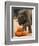 Kandula, a Two-Year-Old Male Asian Elephant, Prepares to Stomp on Pumpkins at the National Zoo-null-Framed Photographic Print