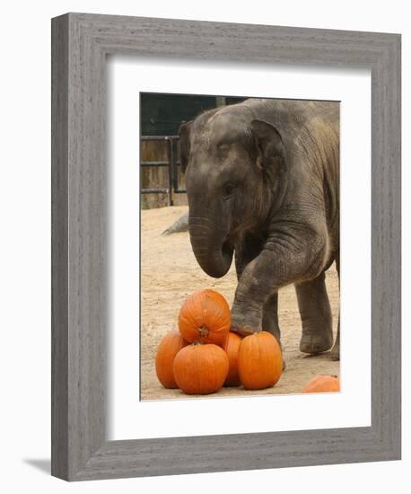 Kandula, a Two-Year-Old Male Asian Elephant, Prepares to Stomp on Pumpkins at the National Zoo-null-Framed Photographic Print