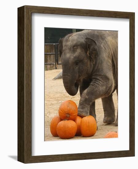 Kandula, a Two-Year-Old Male Asian Elephant, Prepares to Stomp on Pumpkins at the National Zoo-null-Framed Photographic Print