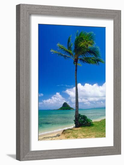 Kaneohe Bay Palm Tree, Hawaii-George Oze-Framed Photographic Print