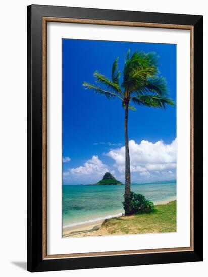 Kaneohe Bay Palm Tree, Hawaii-George Oze-Framed Photographic Print