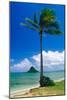 Kaneohe Bay Palm Tree, Hawaii-George Oze-Mounted Photographic Print