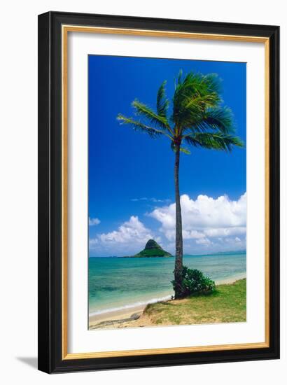 Kaneohe Bay Palm Tree, Hawaii-George Oze-Framed Photographic Print