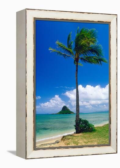 Kaneohe Bay Palm Tree, Hawaii-George Oze-Framed Premier Image Canvas