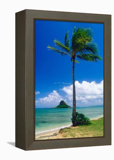 Kaneohe Bay Palm Tree, Hawaii-George Oze-Framed Premier Image Canvas