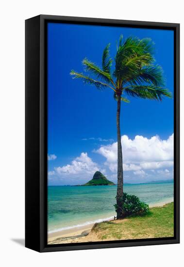 Kaneohe Bay Palm Tree, Hawaii-George Oze-Framed Premier Image Canvas