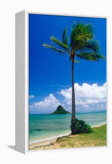 Kaneohe Bay Palm Tree, Hawaii-George Oze-Framed Premier Image Canvas