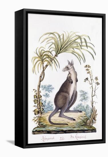 Kangaroo, 1794-null-Framed Premier Image Canvas