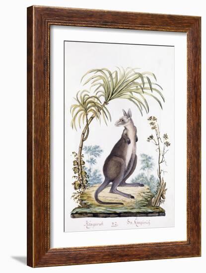 Kangaroo, 1794-null-Framed Giclee Print