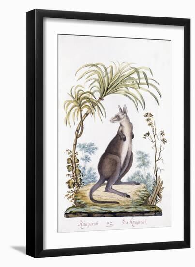 Kangaroo, 1794-null-Framed Giclee Print