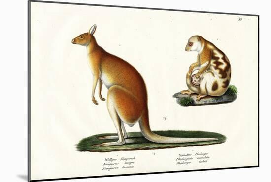 Kangaroo, 1824-Karl Joseph Brodtmann-Mounted Giclee Print