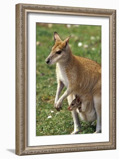 Kangaroo and Baby-Lantern Press-Framed Premium Giclee Print