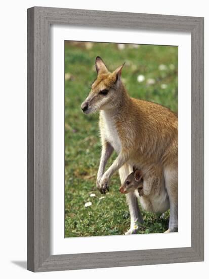 Kangaroo and Baby-Lantern Press-Framed Premium Giclee Print