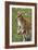 Kangaroo and Baby-Lantern Press-Framed Premium Giclee Print