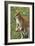 Kangaroo and Baby-Lantern Press-Framed Premium Giclee Print