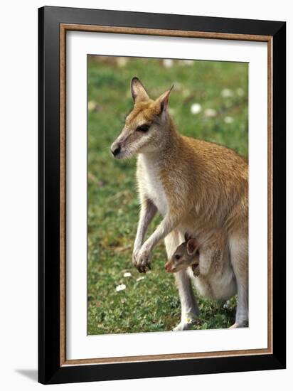 Kangaroo and Baby-Lantern Press-Framed Premium Giclee Print