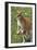 Kangaroo and Baby-Lantern Press-Framed Premium Giclee Print