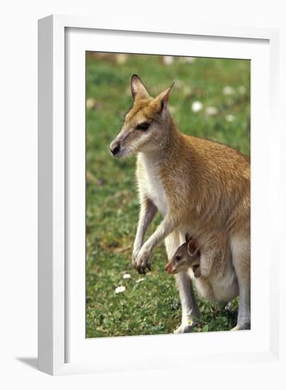 Kangaroo and Baby-Lantern Press-Framed Premium Giclee Print