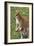 Kangaroo and Baby-Lantern Press-Framed Premium Giclee Print