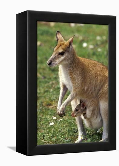 Kangaroo and Baby-Lantern Press-Framed Stretched Canvas