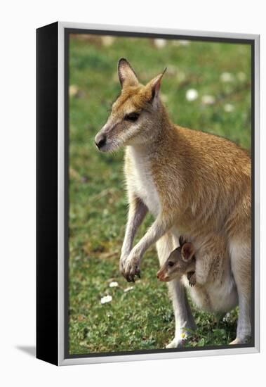 Kangaroo and Baby-Lantern Press-Framed Stretched Canvas
