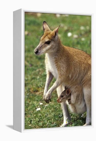 Kangaroo and Baby-Lantern Press-Framed Stretched Canvas