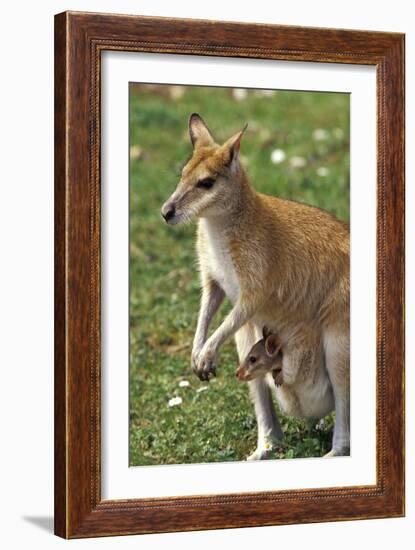 Kangaroo and Baby-Lantern Press-Framed Art Print