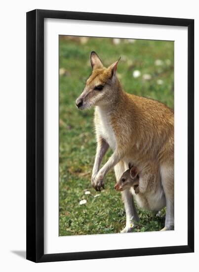 Kangaroo and Baby-Lantern Press-Framed Art Print