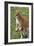 Kangaroo and Baby-Lantern Press-Framed Art Print