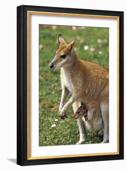 Kangaroo and Baby-Lantern Press-Framed Art Print