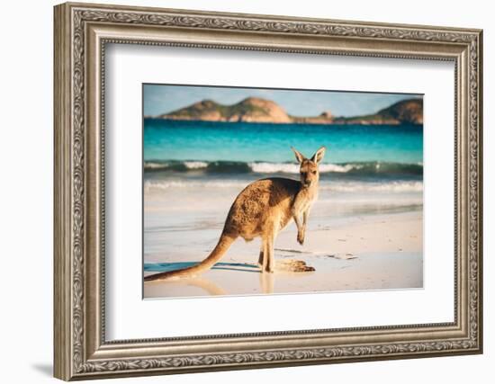 Kangaroo at Lucky Bay in the Cape Le Grand National Park near Esperance, Western Australia-John Crux-Framed Photographic Print