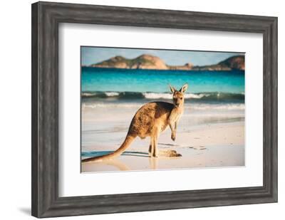 Buy Beach Kangaroo Photo Art Print