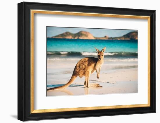 Kangaroo at Lucky Bay in the Cape Le Grand National Park near Esperance, Western Australia-John Crux-Framed Photographic Print