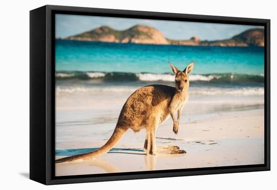 Kangaroo at Lucky Bay in the Cape Le Grand National Park near Esperance, Western Australia-John Crux-Framed Premier Image Canvas