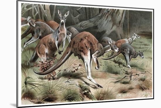 Kangaroo by Alfred Edmund Brehm-Stefano Bianchetti-Mounted Giclee Print