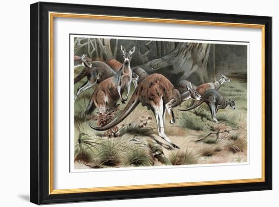 Kangaroo by Alfred Edmund Brehm-Stefano Bianchetti-Framed Giclee Print