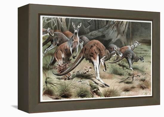 Kangaroo by Alfred Edmund Brehm-Stefano Bianchetti-Framed Premier Image Canvas