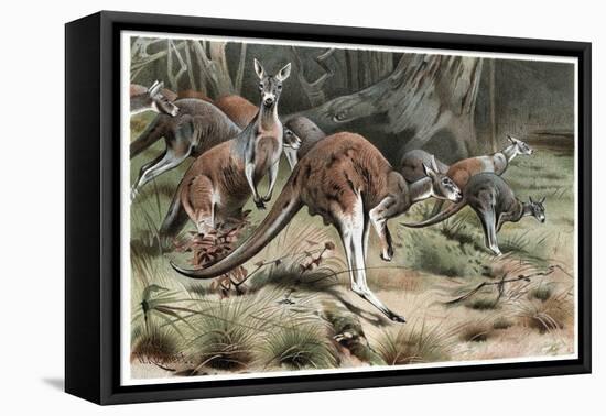 Kangaroo by Alfred Edmund Brehm-Stefano Bianchetti-Framed Premier Image Canvas