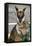 Kangaroo Eating and Looking at the Camera, Queensland, Australia Pacific-Noelia Ramon-Framed Premier Image Canvas