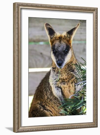 Kangaroo Eating and Looking at the Camera, Queensland, Australia Pacific-Noelia Ramon-Framed Photographic Print