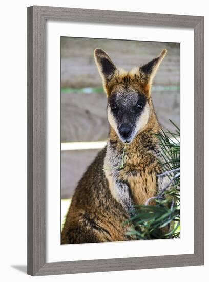 Kangaroo Eating and Looking at the Camera, Queensland, Australia Pacific-Noelia Ramon-Framed Photographic Print