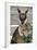 Kangaroo Eating and Looking at the Camera, Queensland, Australia Pacific-Noelia Ramon-Framed Photographic Print