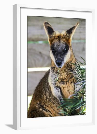 Kangaroo Eating and Looking at the Camera, Queensland, Australia Pacific-Noelia Ramon-Framed Photographic Print