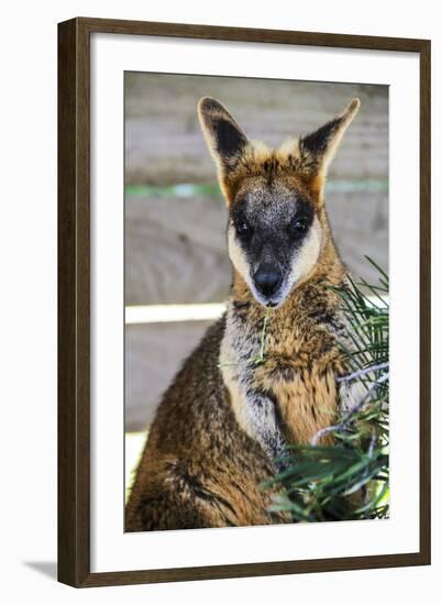 Kangaroo Eating and Looking at the Camera, Queensland, Australia Pacific-Noelia Ramon-Framed Photographic Print