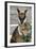 Kangaroo Eating and Looking at the Camera, Queensland, Australia Pacific-Noelia Ramon-Framed Photographic Print