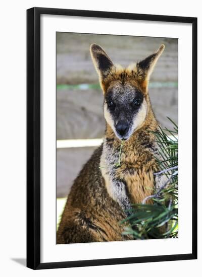 Kangaroo Eating and Looking at the Camera, Queensland, Australia Pacific-Noelia Ramon-Framed Photographic Print