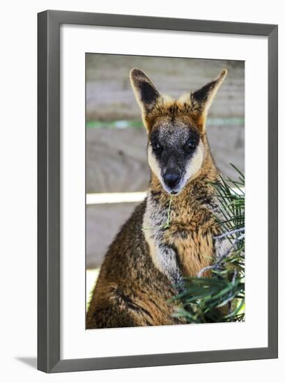 Kangaroo Eating and Looking at the Camera, Queensland, Australia Pacific-Noelia Ramon-Framed Photographic Print